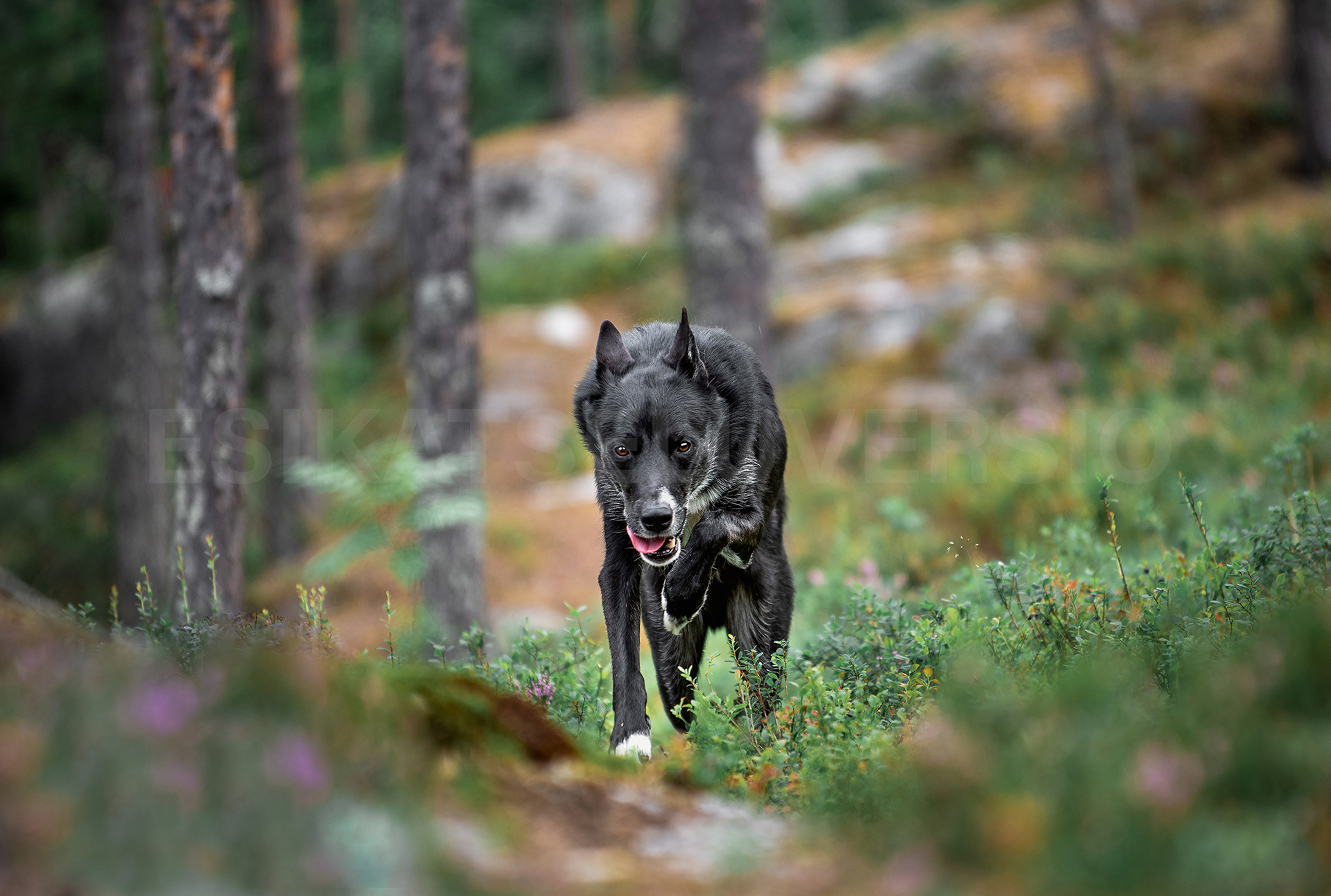 Koda3