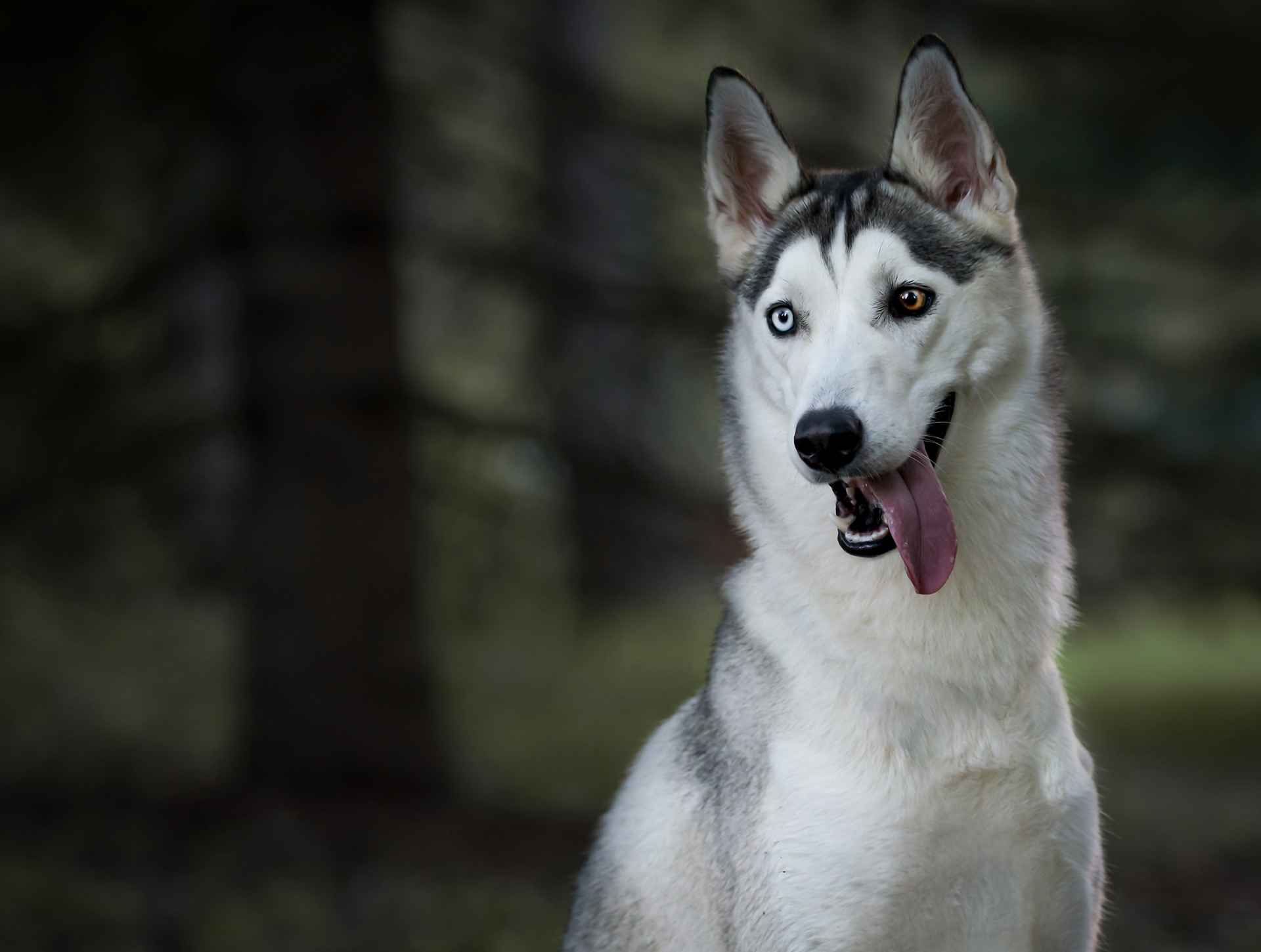 SIPERIAN HUSKY RIESKA