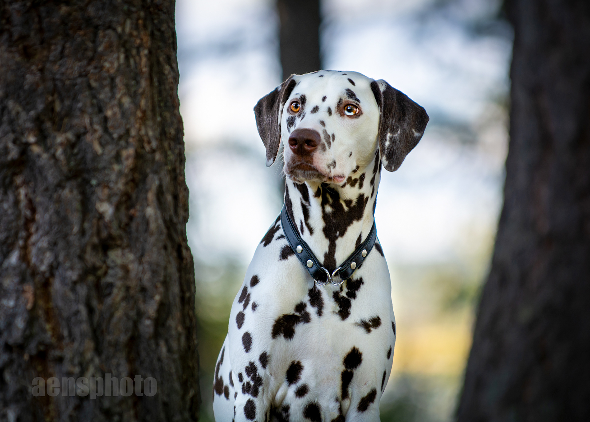 DALMATIALAINEN MANNA