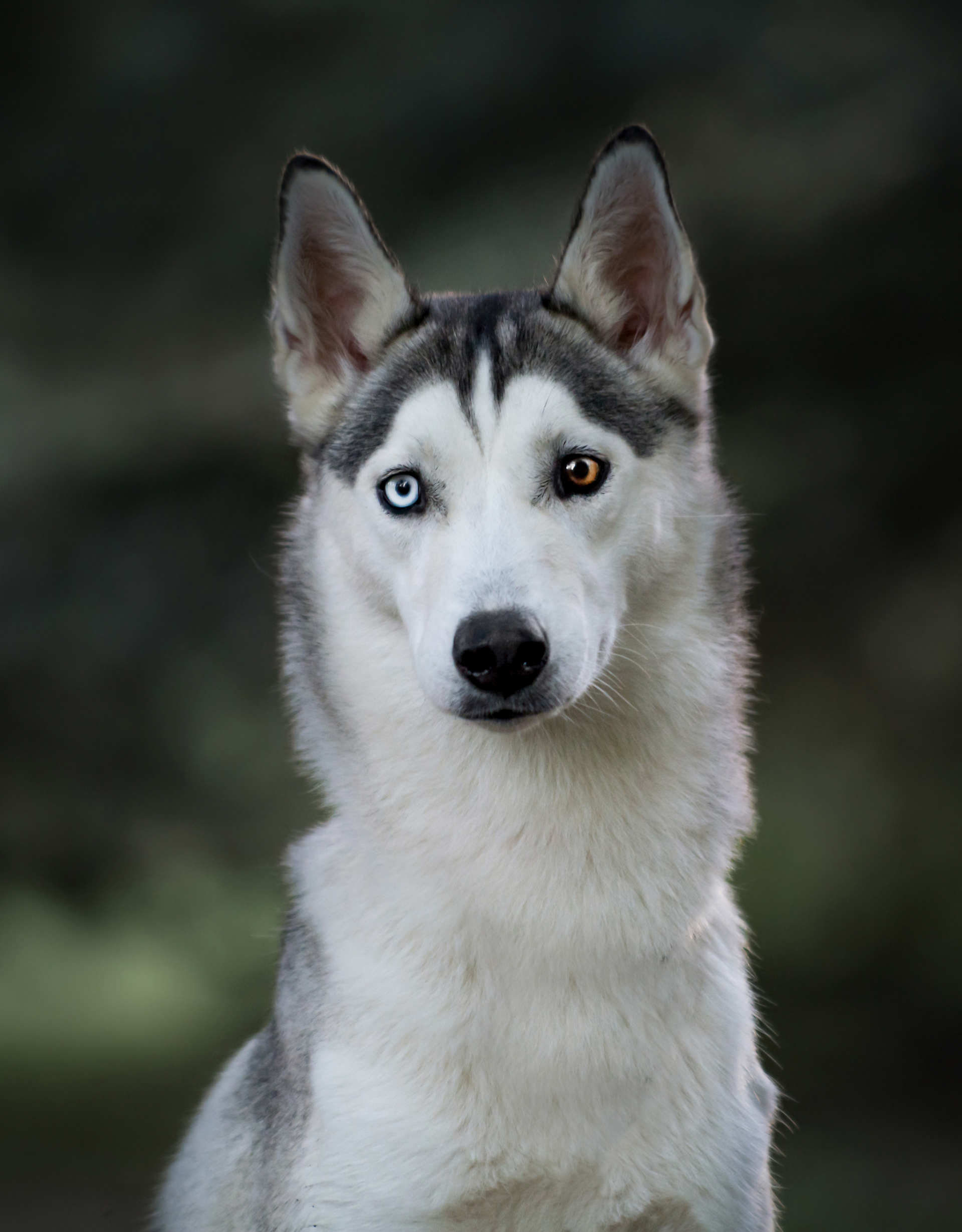 SIPERIAN HUSKY RIESKA