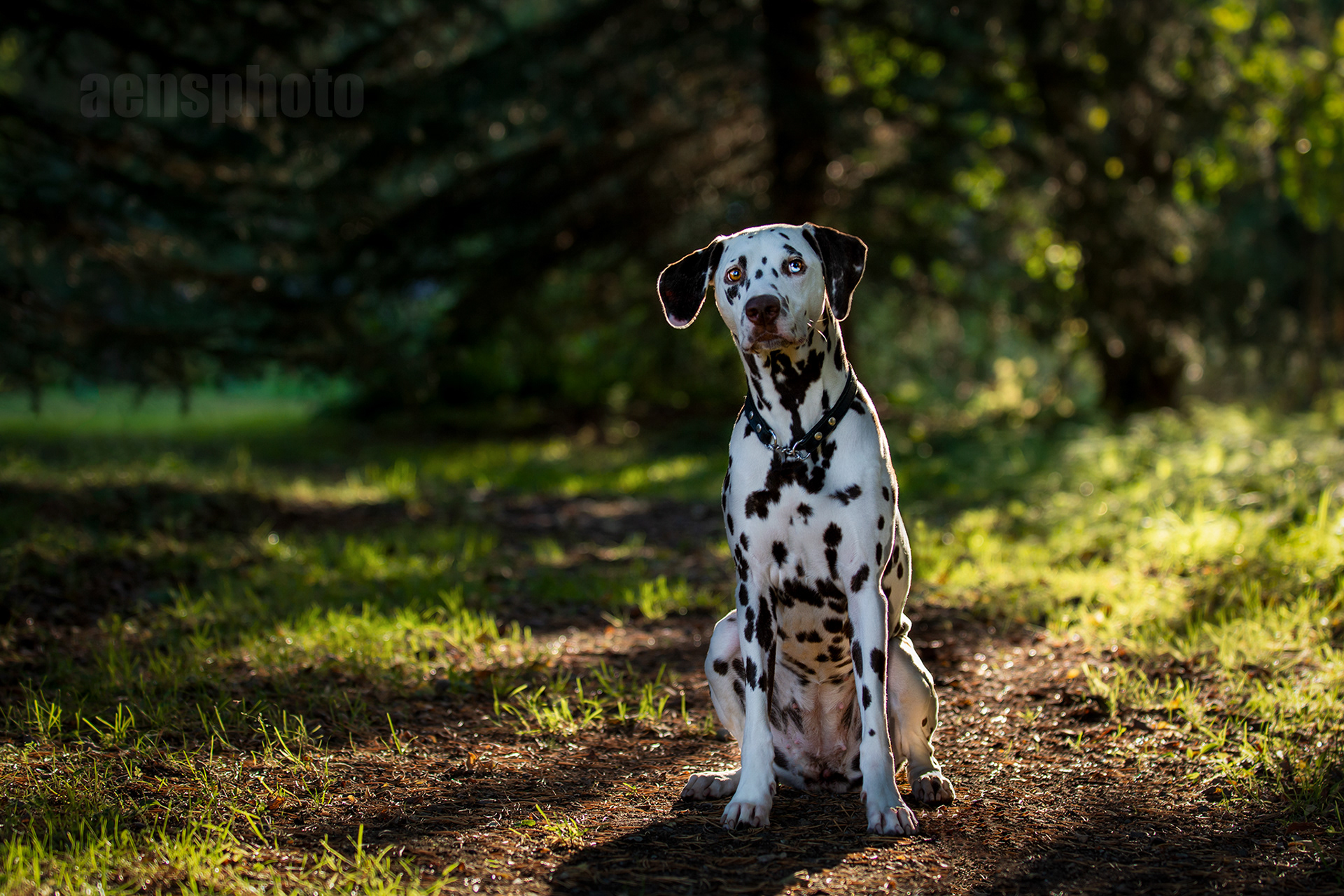 DALMATIALAINEN MANNA