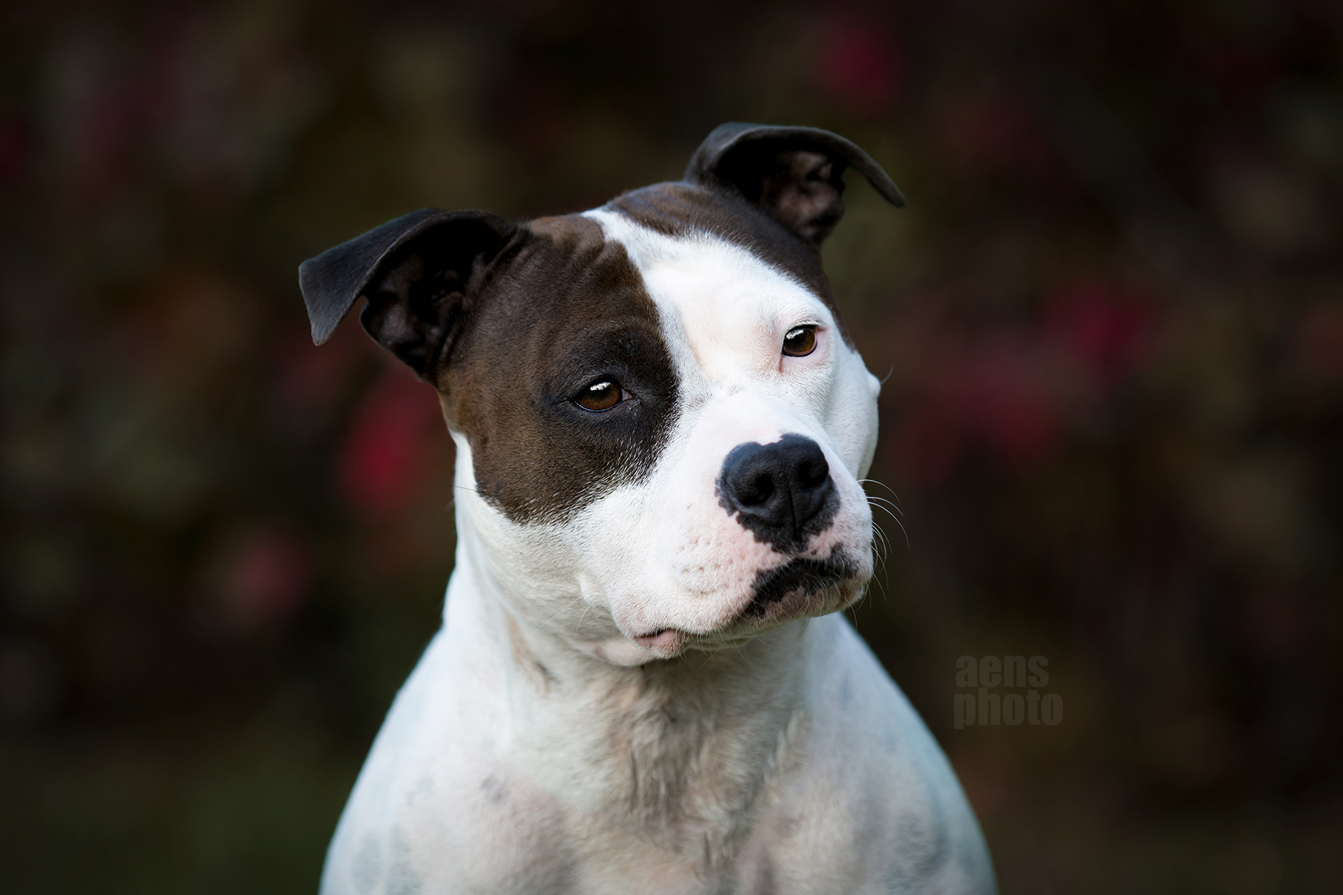 AMSTAFF MARTTA