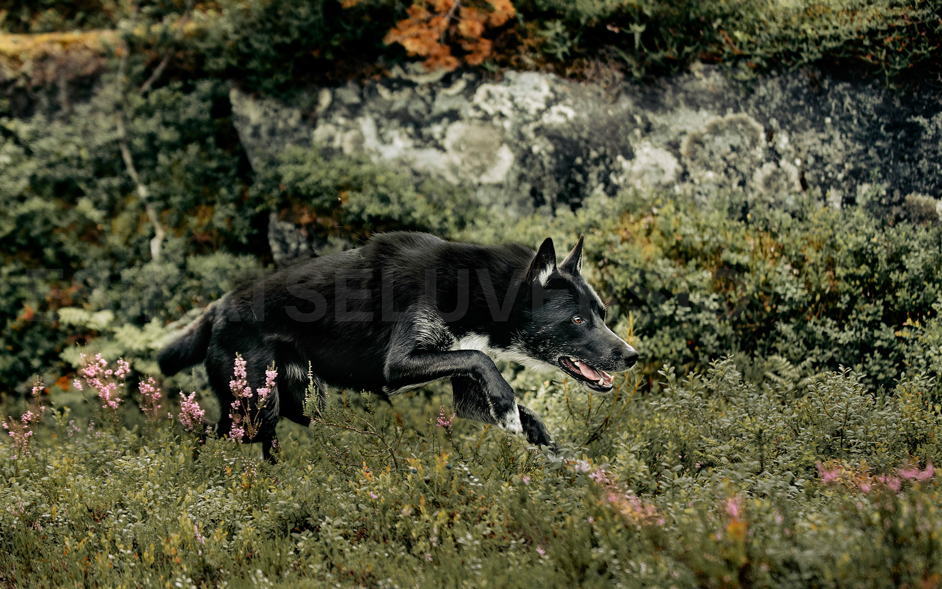 Koda2