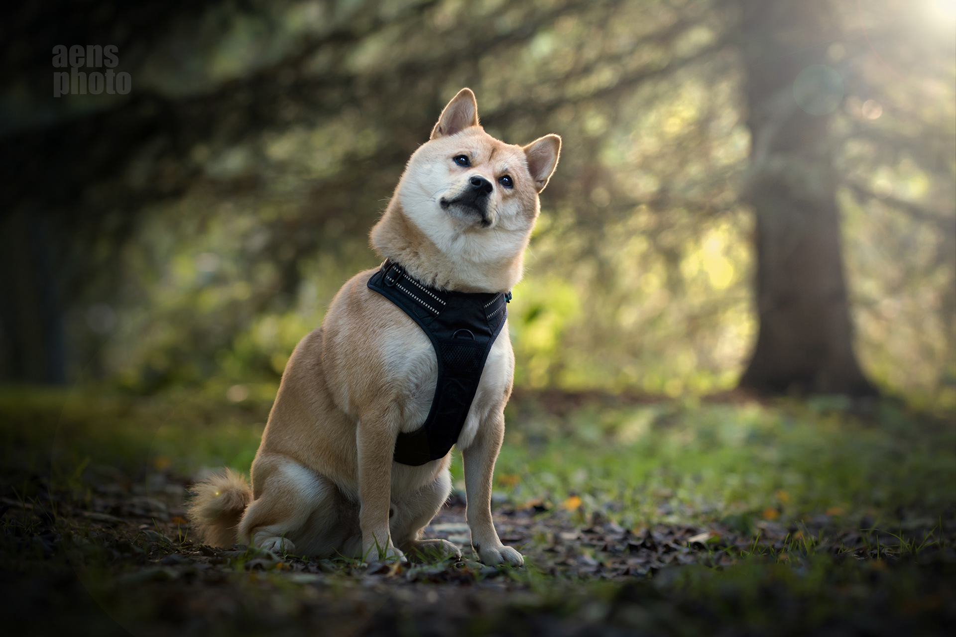SHIBA INU JIRO