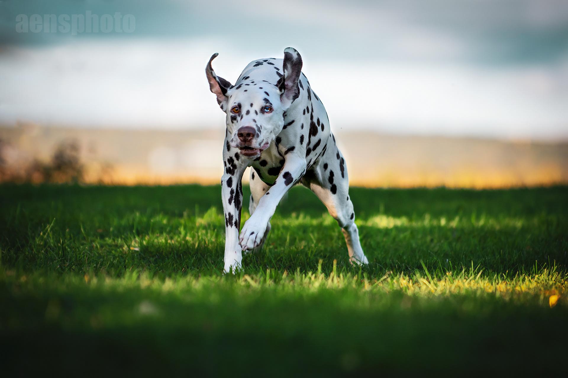 DALMATIALAINEN MANNA