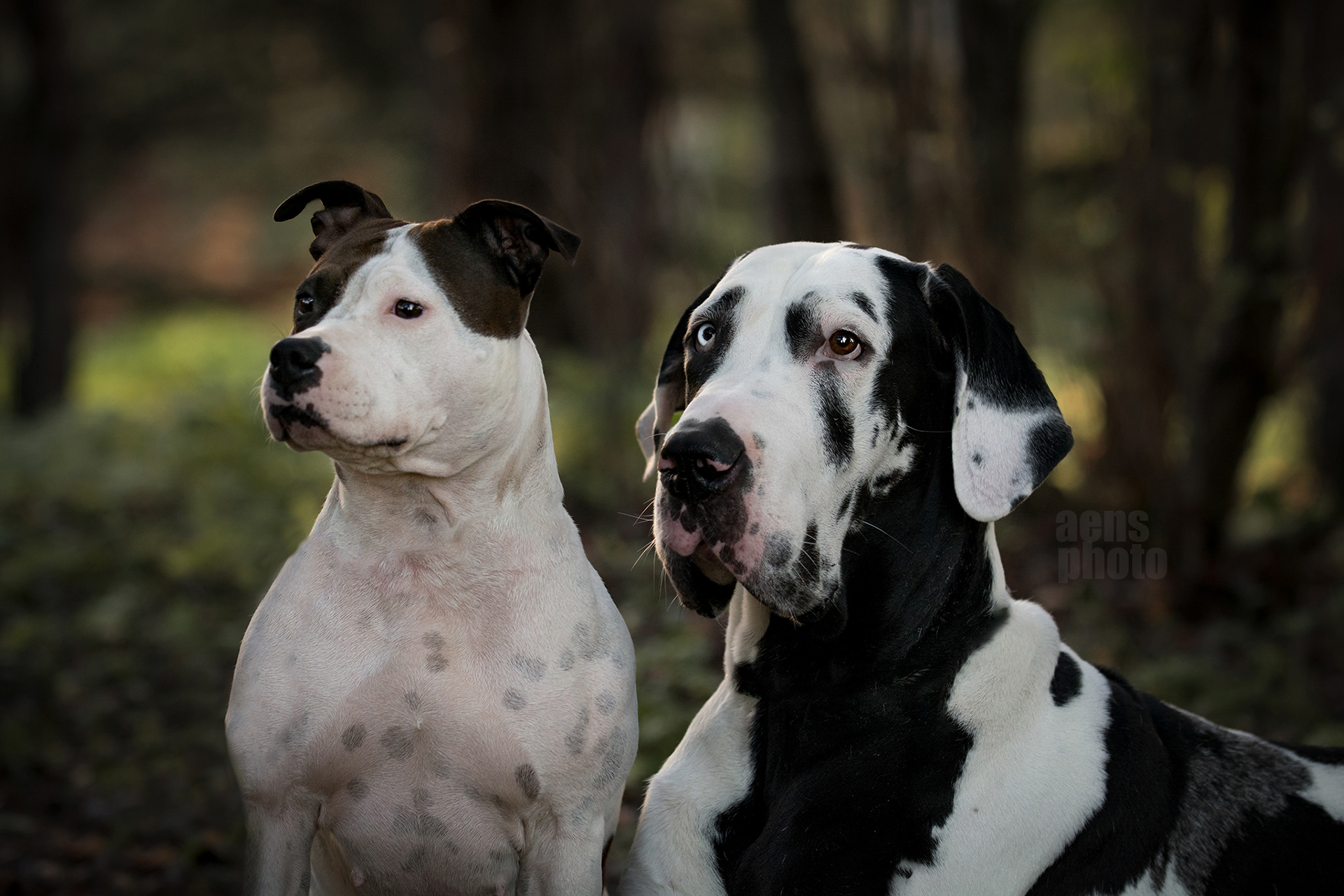 AMSTAFF MARTTA TANSKANDOGGI REMU
