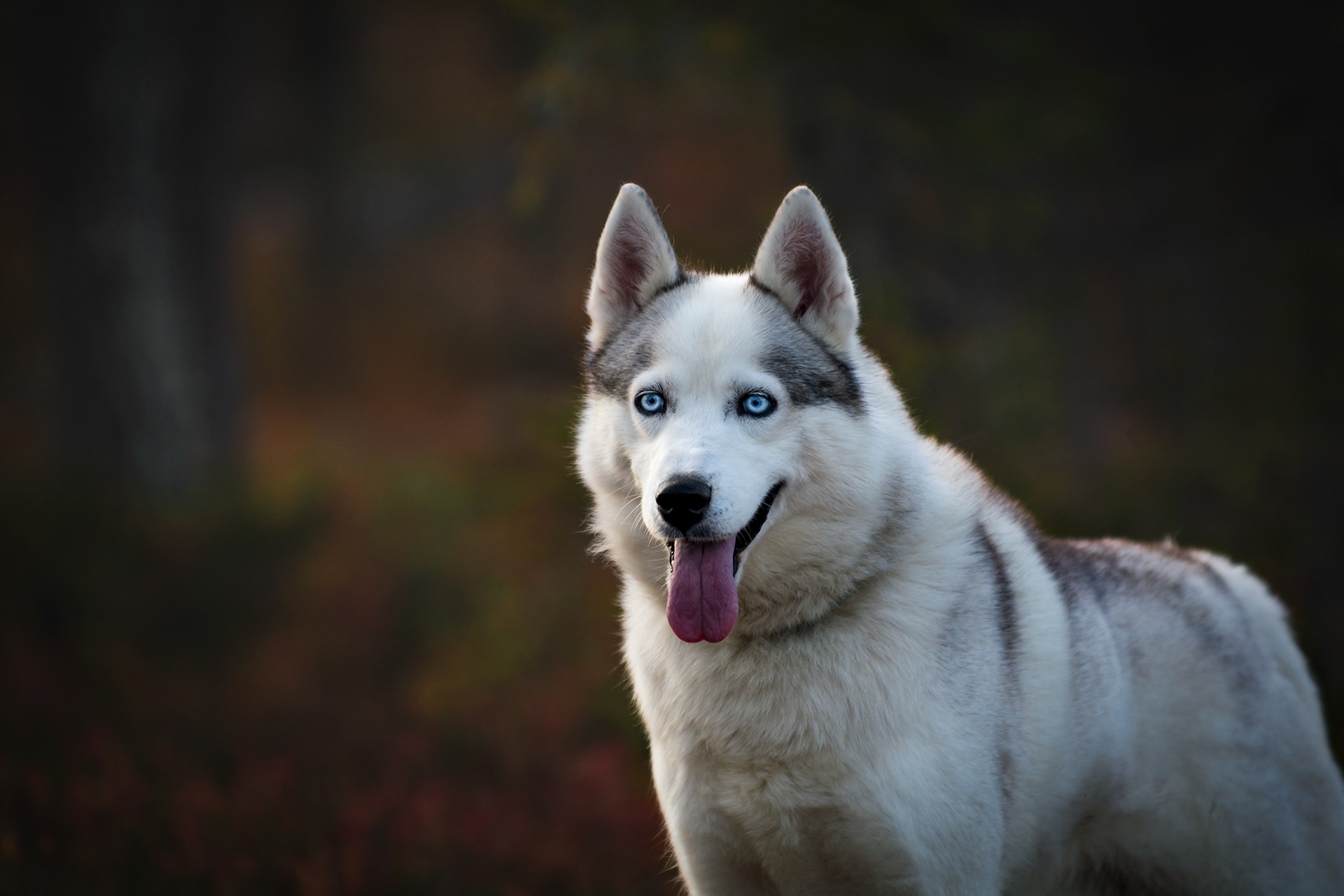 SIPERIAN HUSKY MISKA