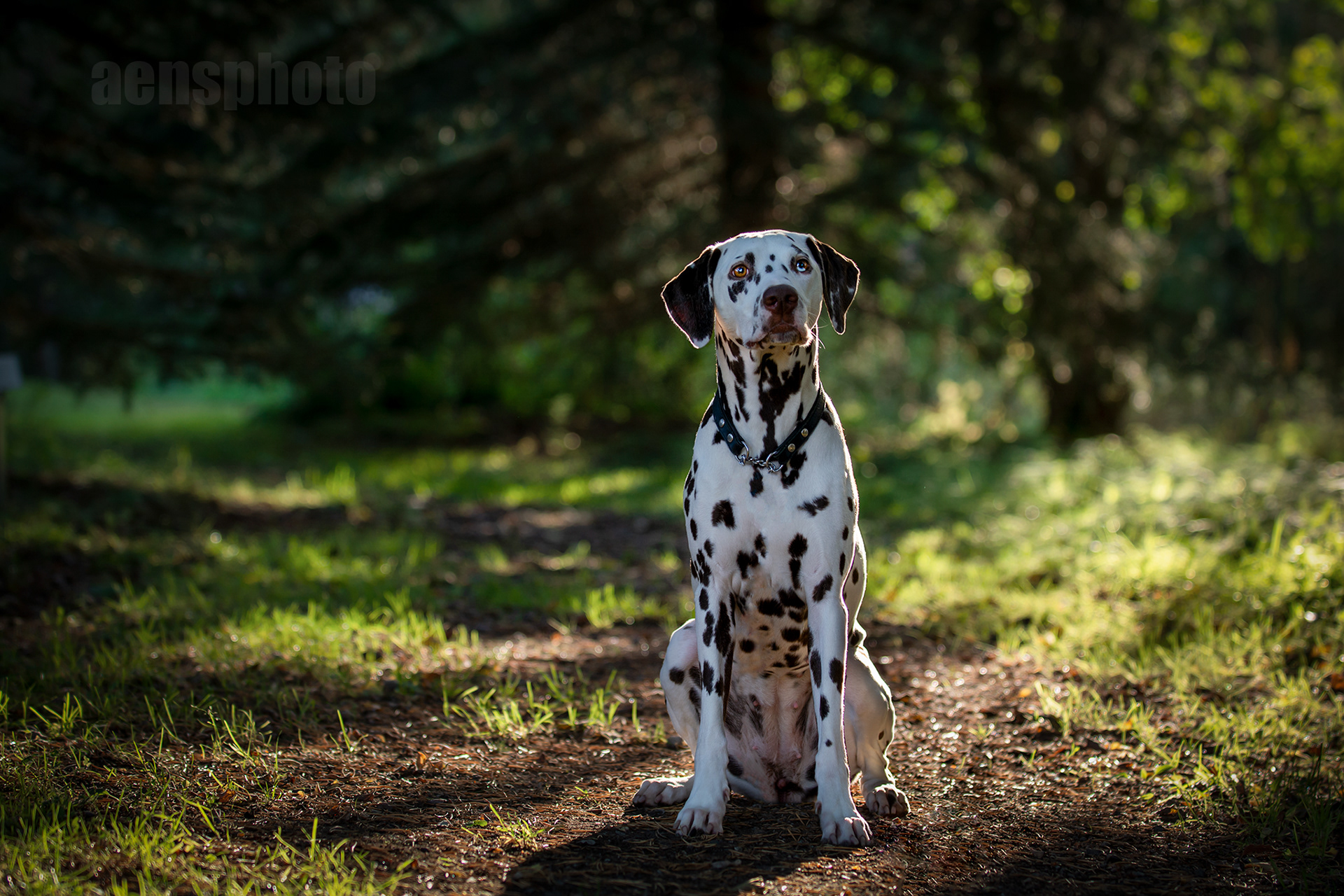 DALMATIALAINEN MANNA