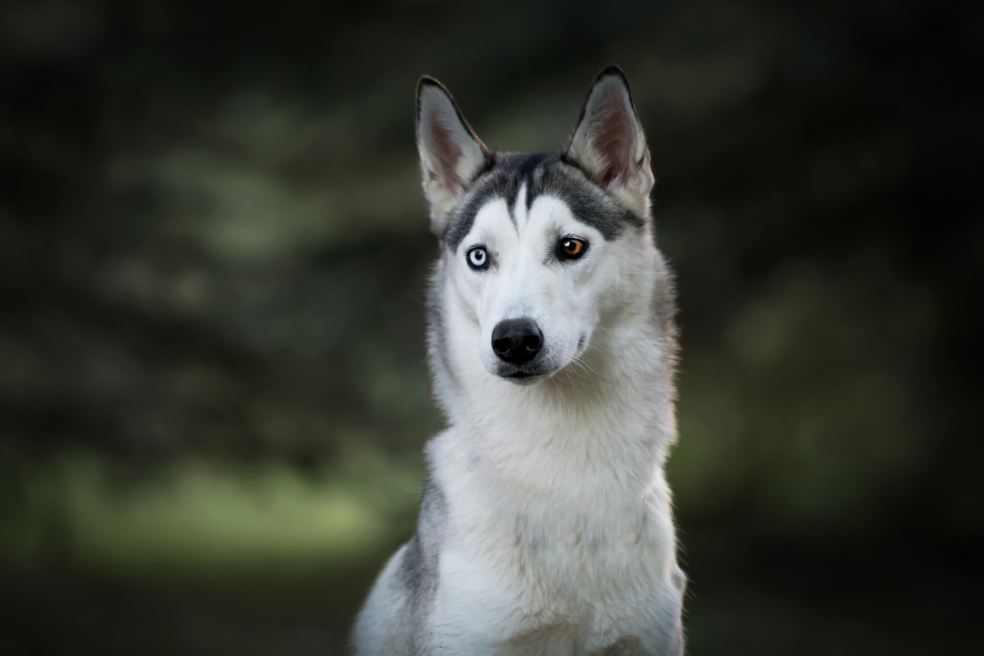 SIPERIAN HUSKY RIESKA
