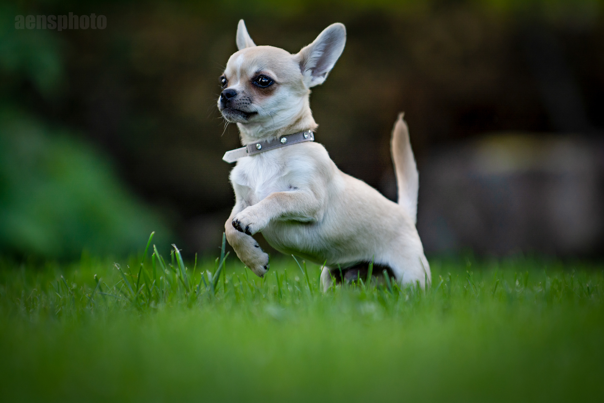 CHIHUAHUA PATU