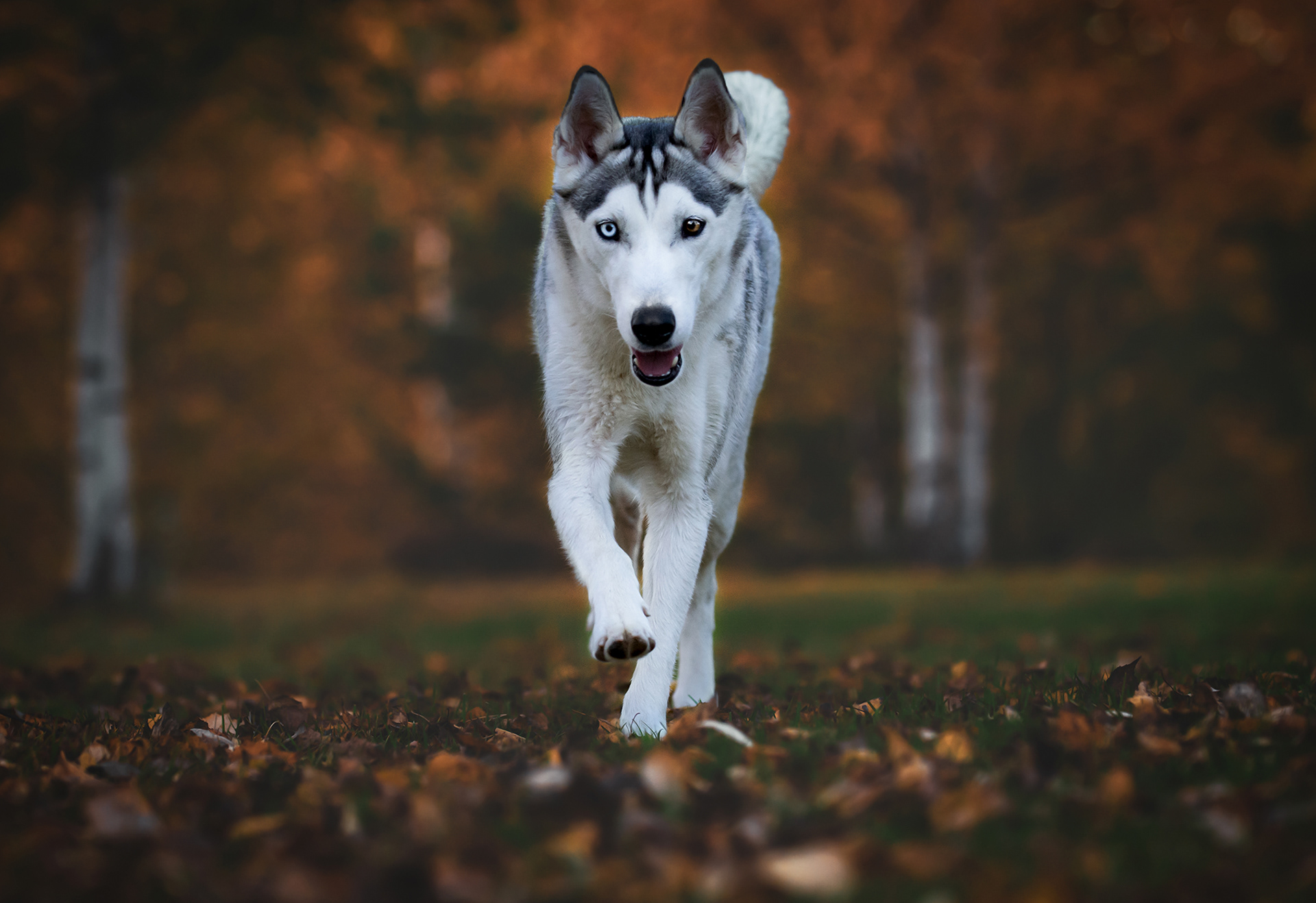 SIPERIAN HUSKY RIESKA