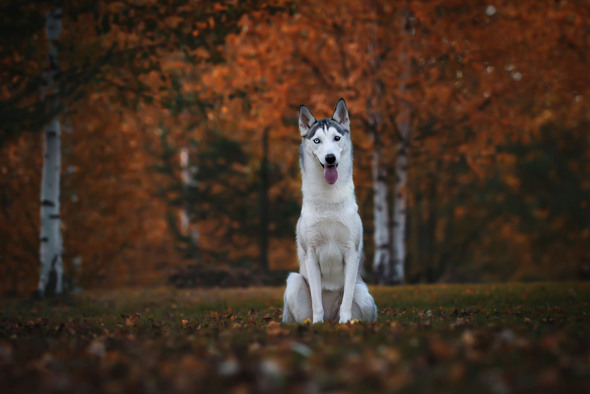 SIPERIAN HUSKY RIESKA