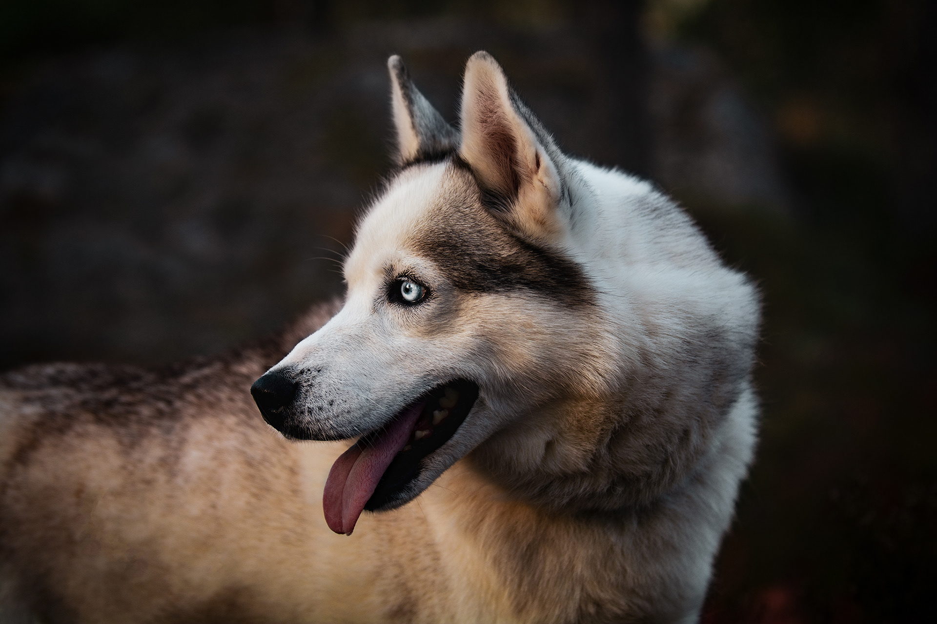 SIPERIAN HUSKY MISKA