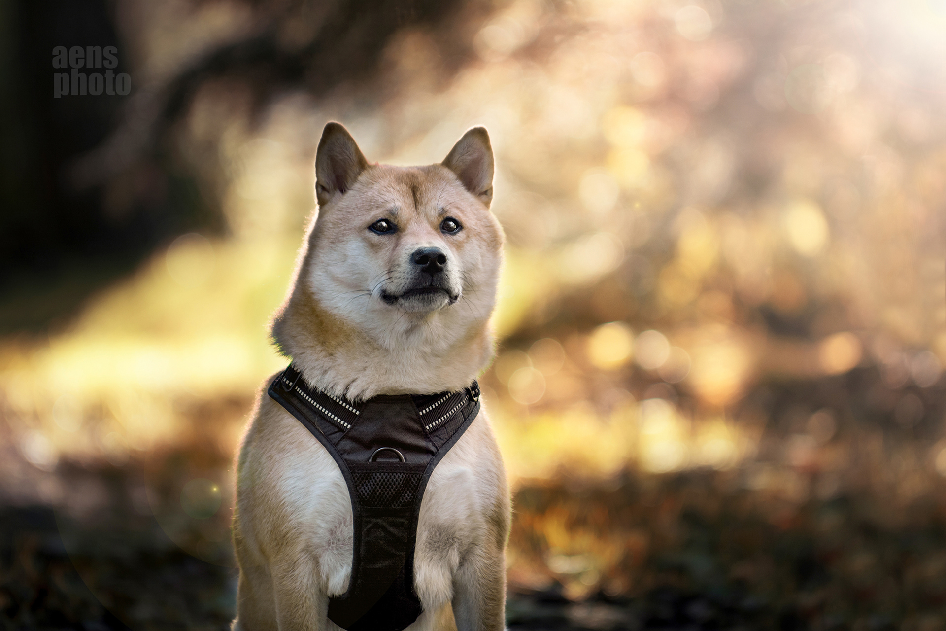 SHIBA INU JIRO