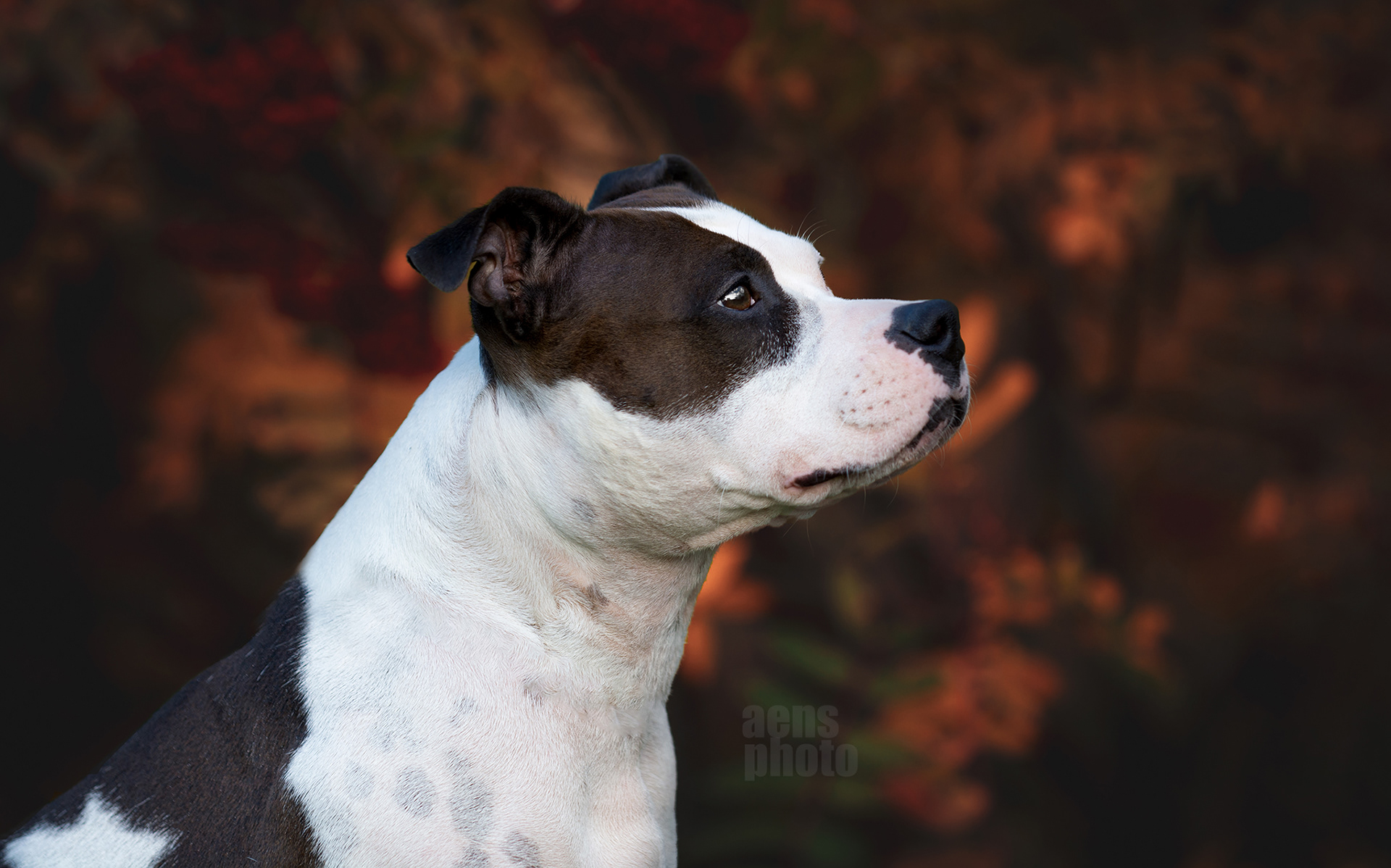 AMSTAFF MARTTA