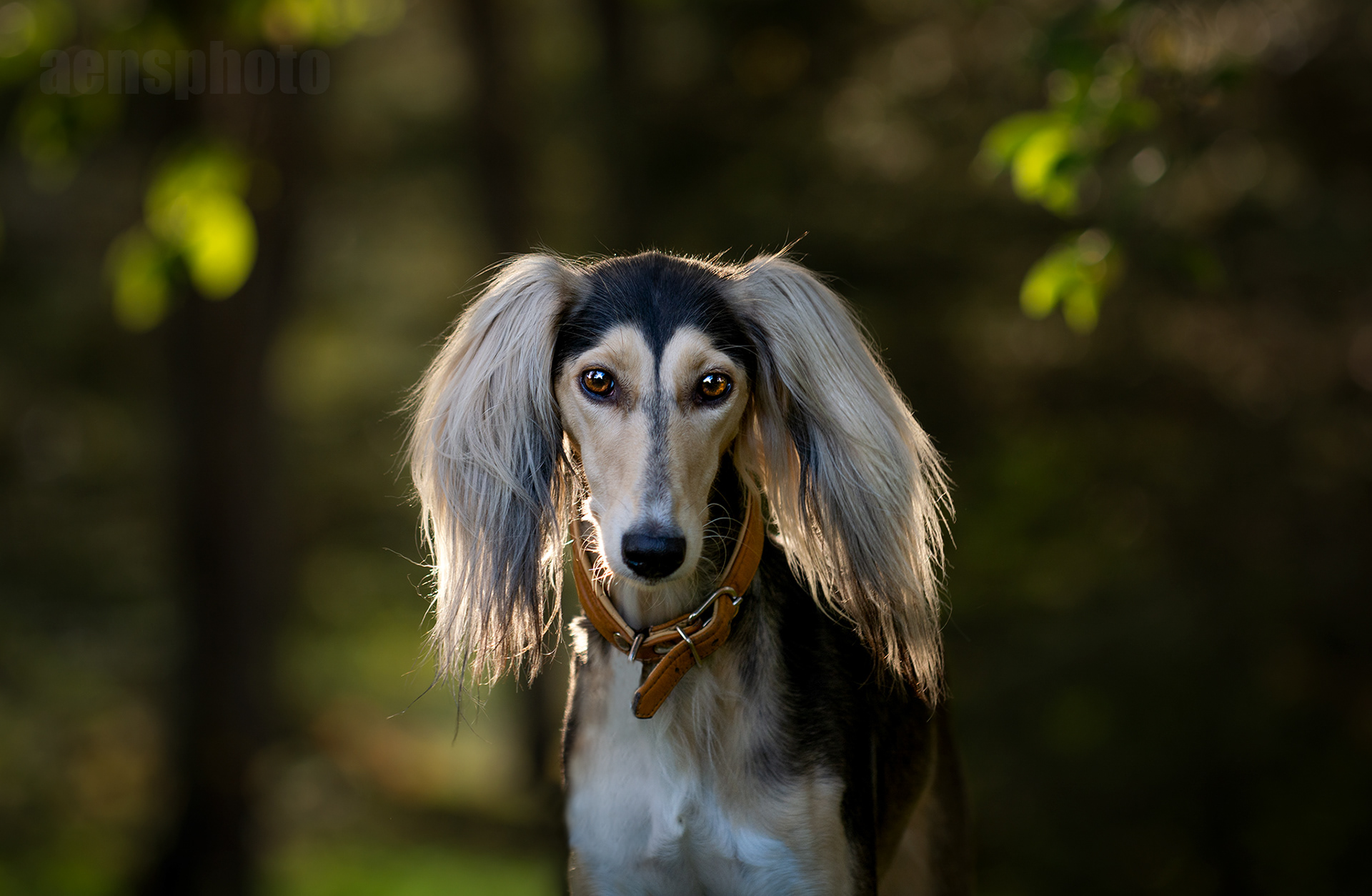 SALUKI LILLI