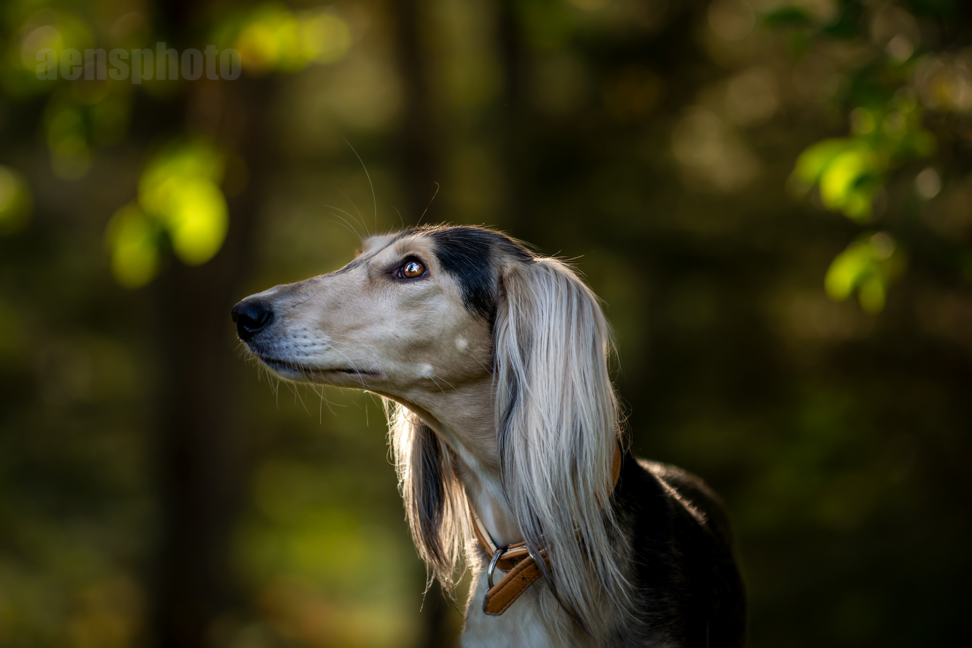 SALUKI LILLI