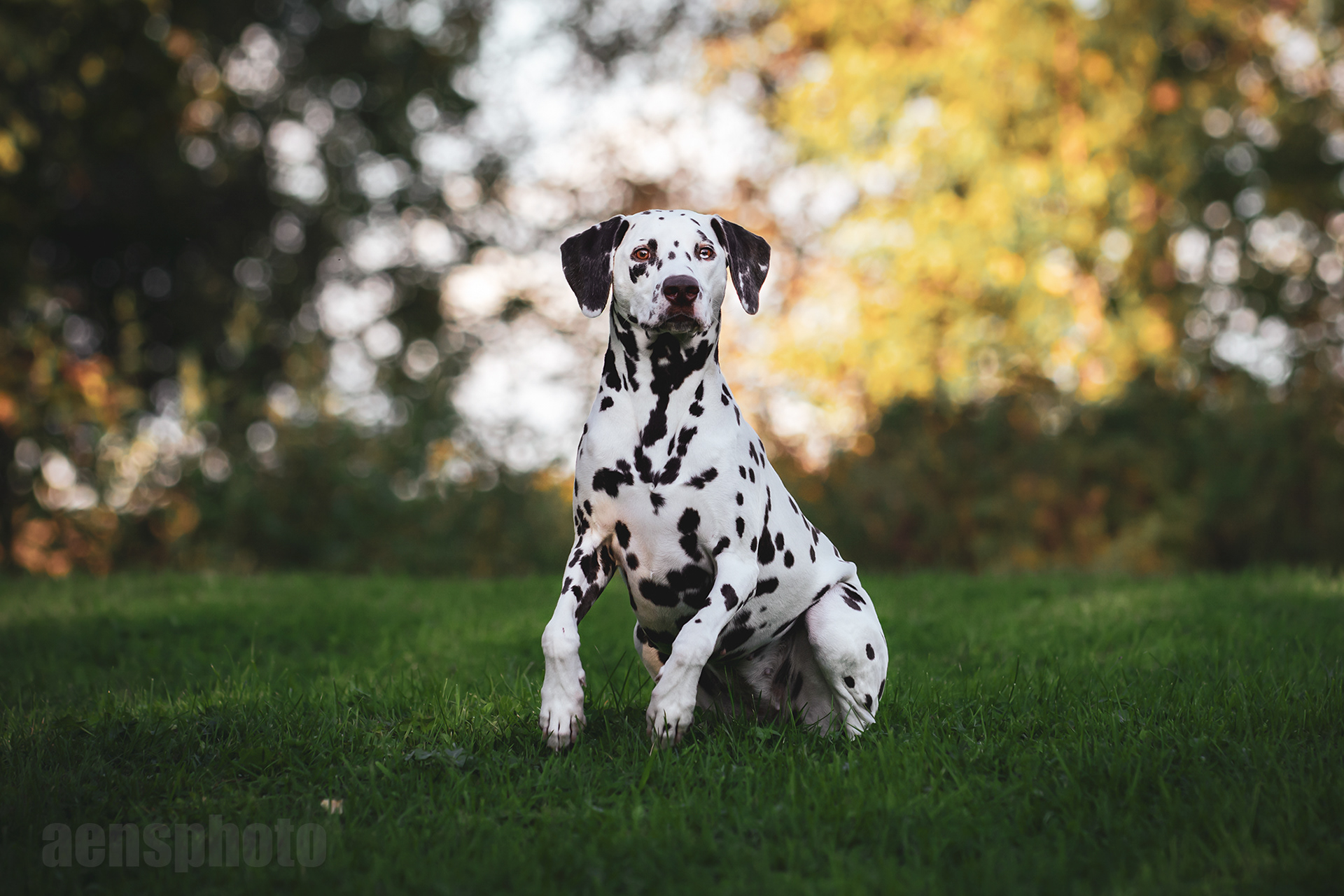 DALMATIALAINEN MANNA