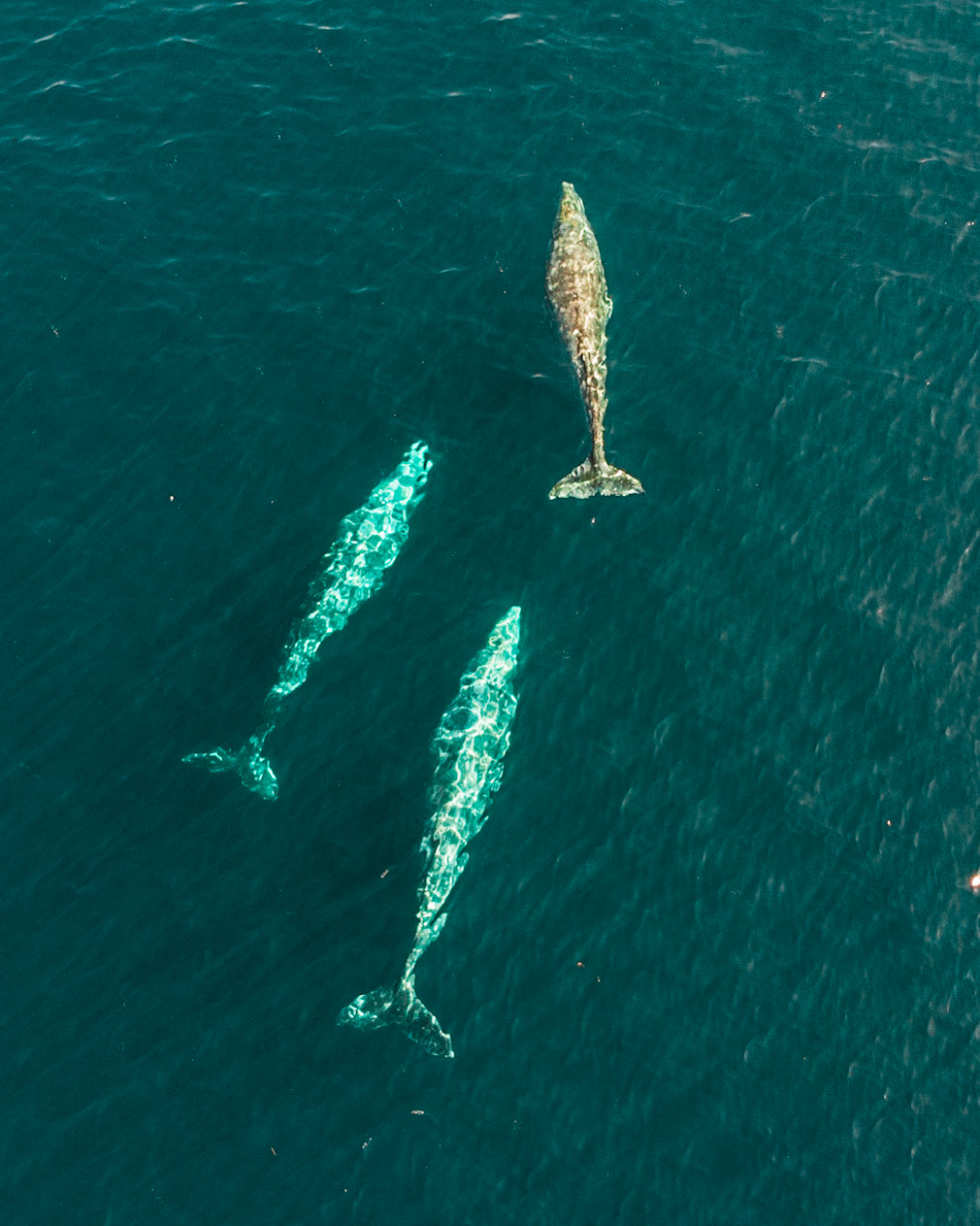 There be whales here!