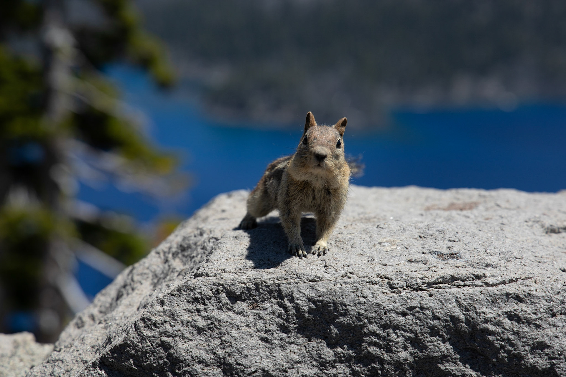 A curious chipmunk