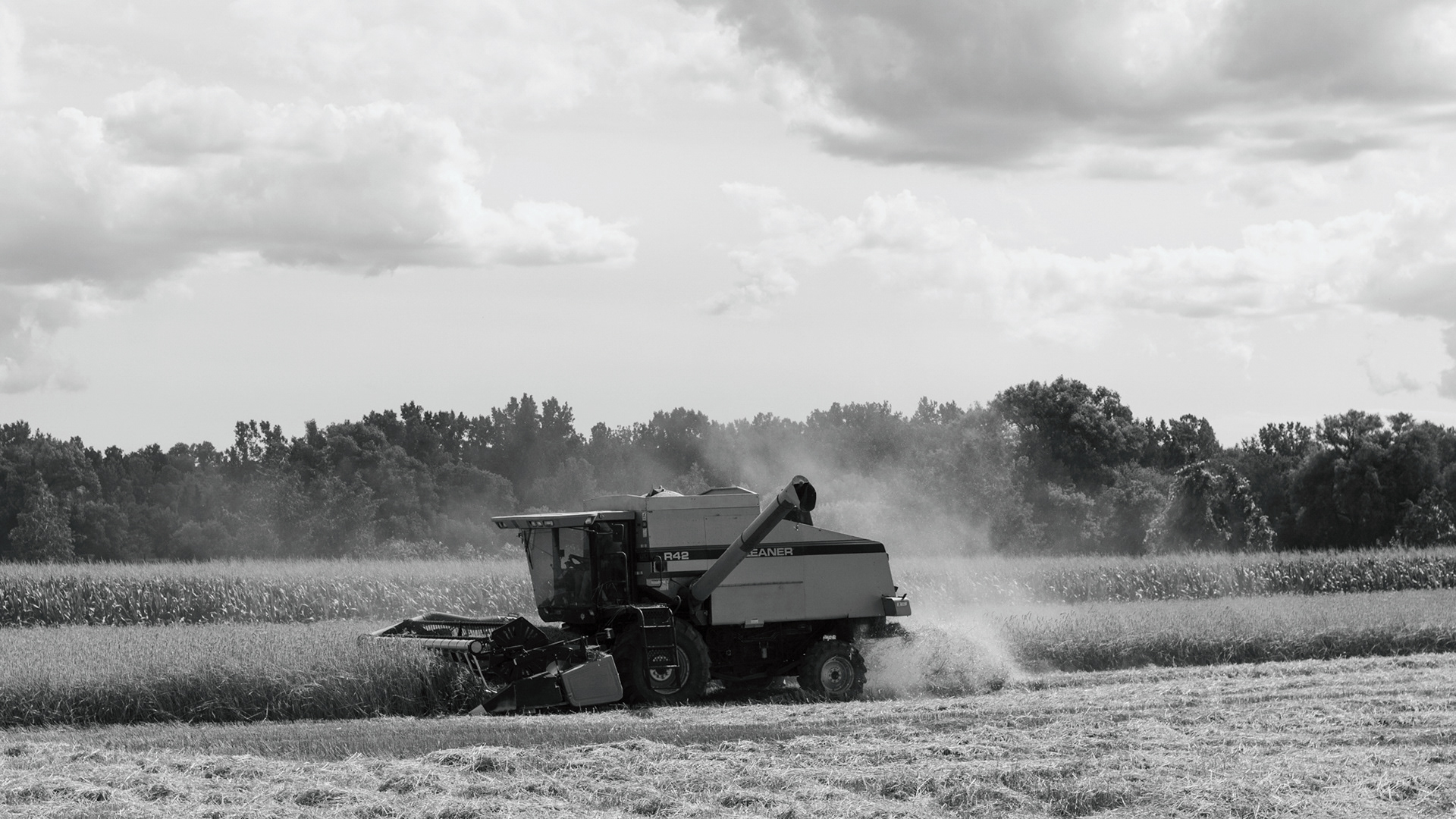 Rye Harvest - 2020
