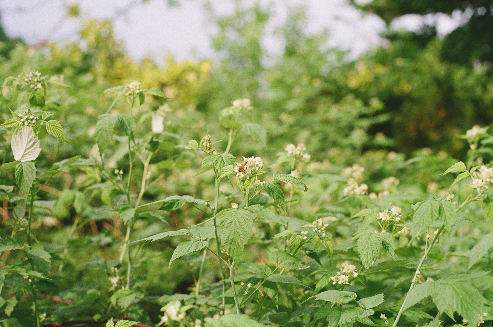 Wild Black Raspberries - 2024