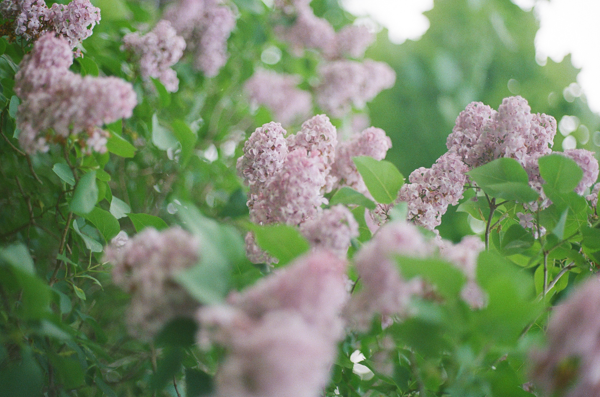 Lilacs - 2024