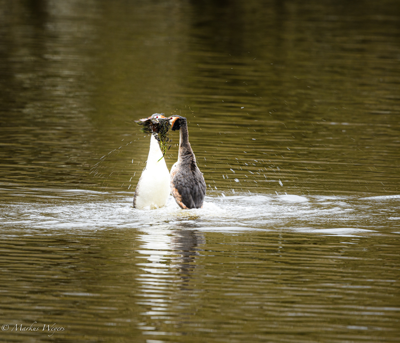 Pinguintanz der Haubentaucher