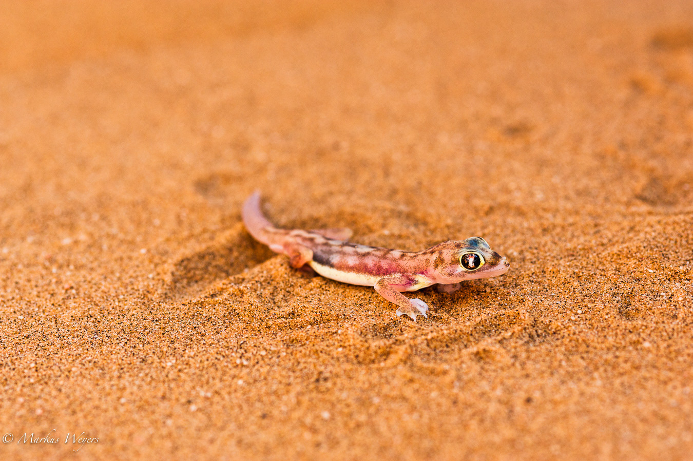 Namkibgecko