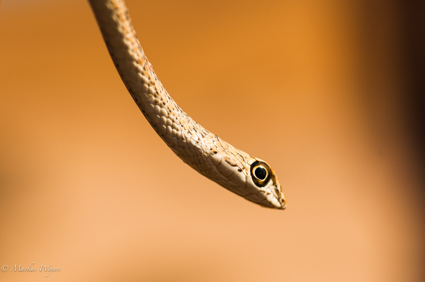 Sandrennnatter