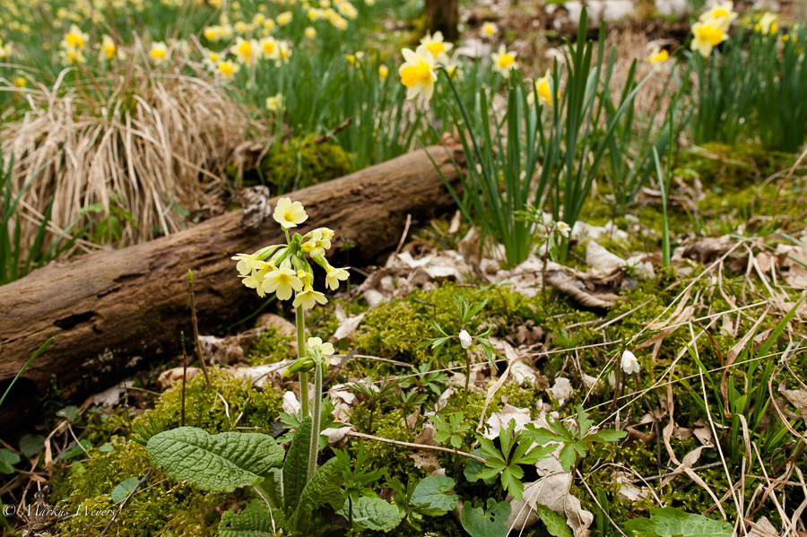 Waldprimel