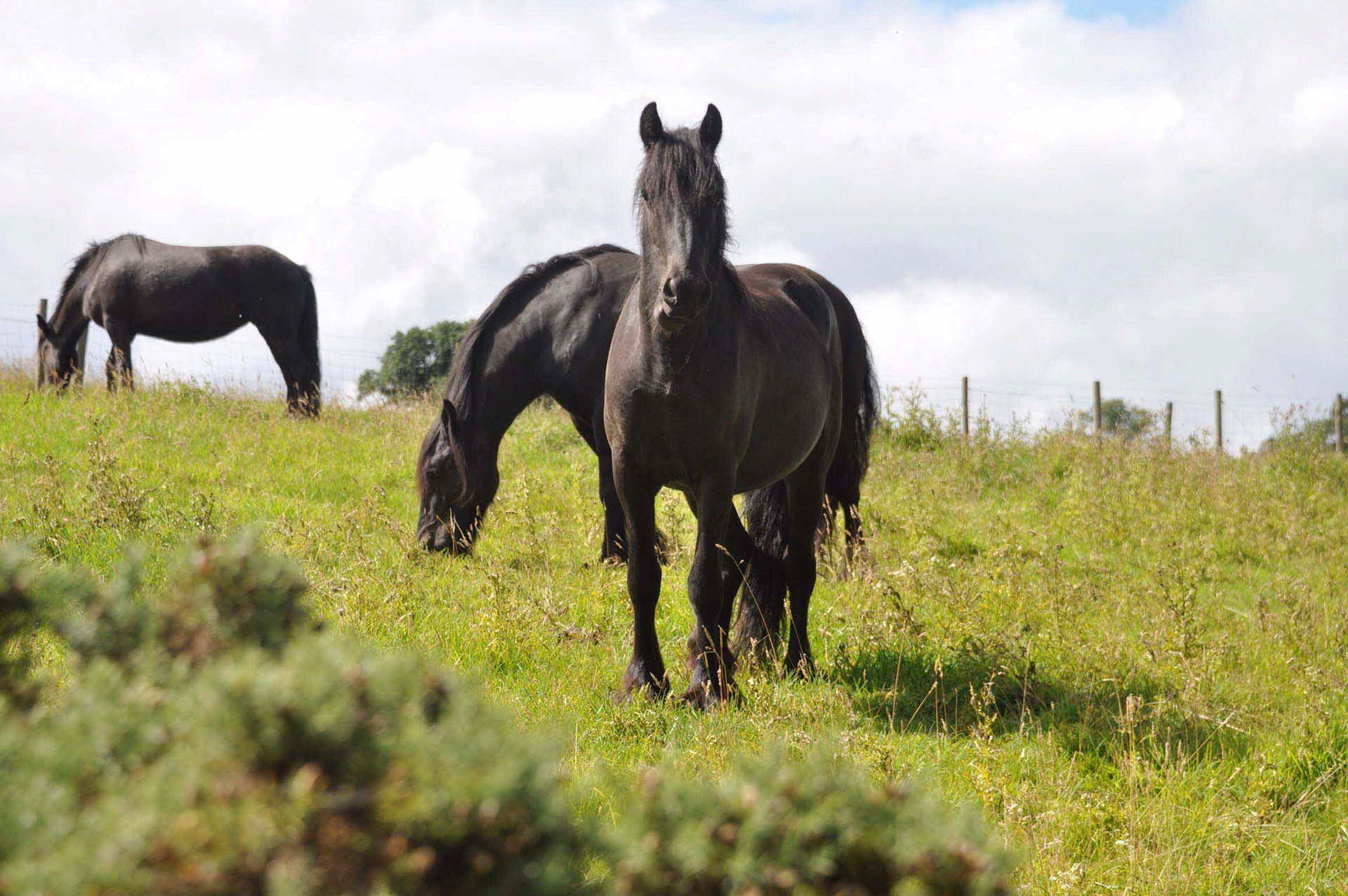 Westwick Ponies auf der Wiese