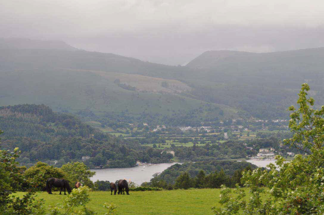 Dales Ponies vor einer Kulisse