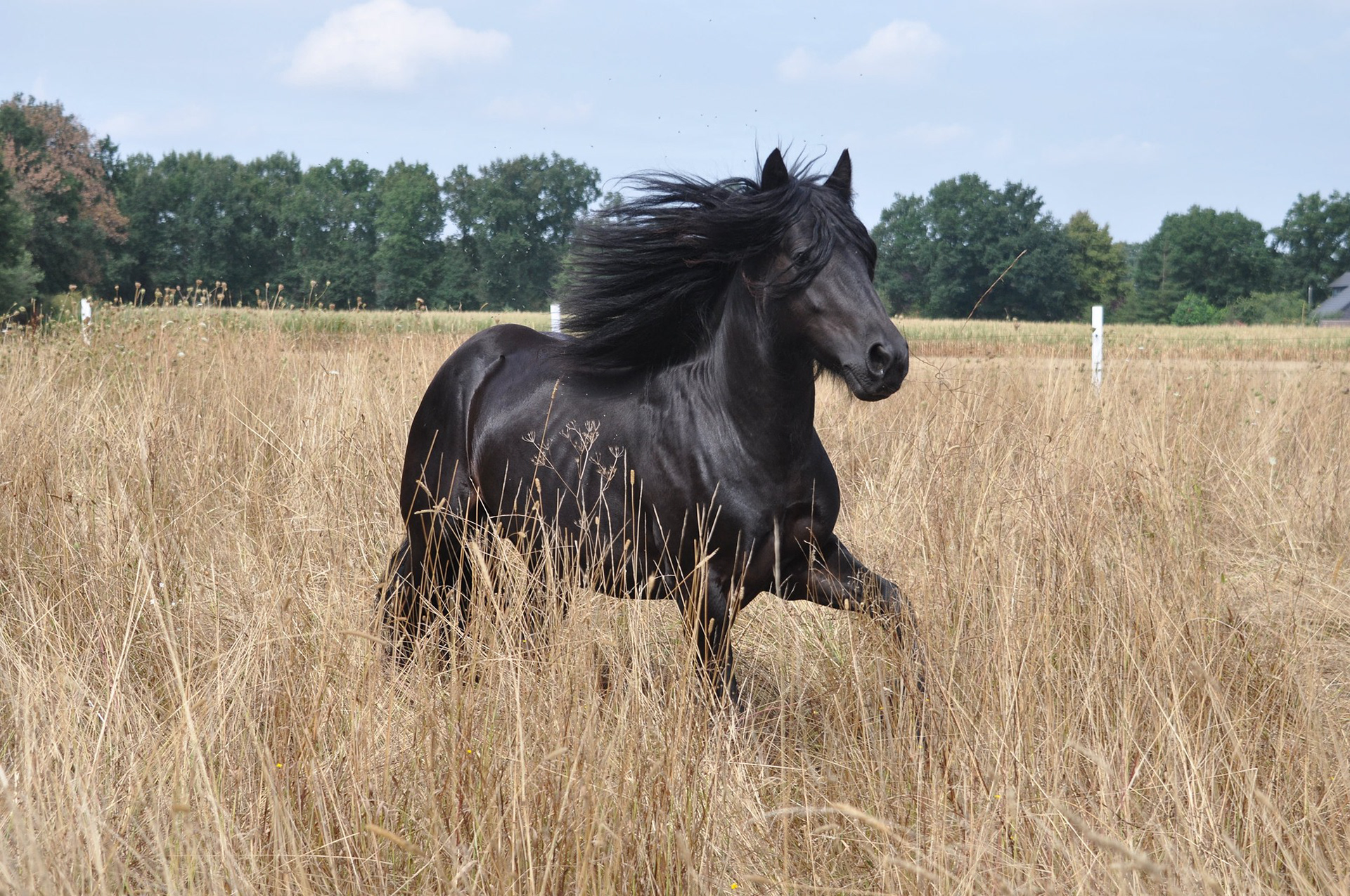 Castledales Nelson auf der Wiese