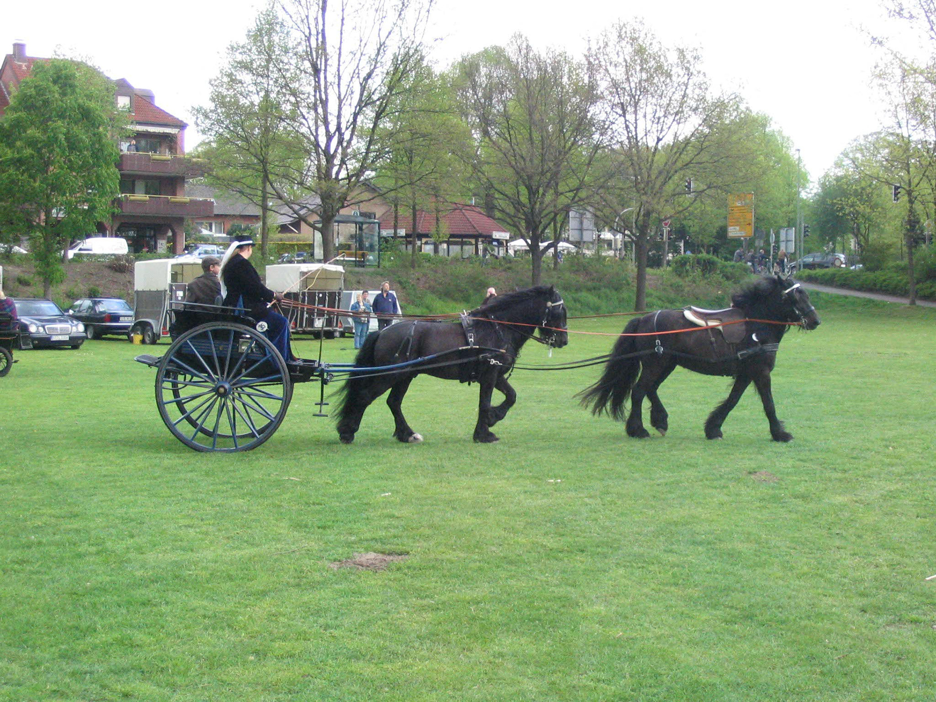 Tandem-Anspannung mit Beacondale Patricia (vorne) und Castle Hill John II (hinten)