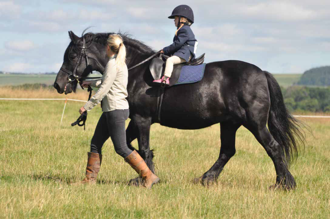 Ein sehr kleines Kind reitet ein relativ großes und kräftiges Dales Pony und wird dabei geführt.