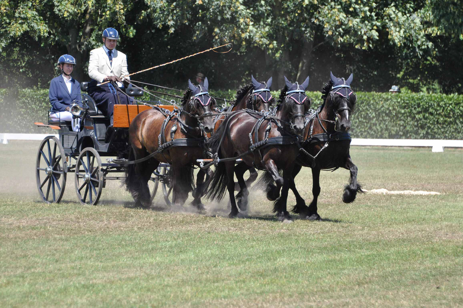 Dressur in Greven-Bockholt