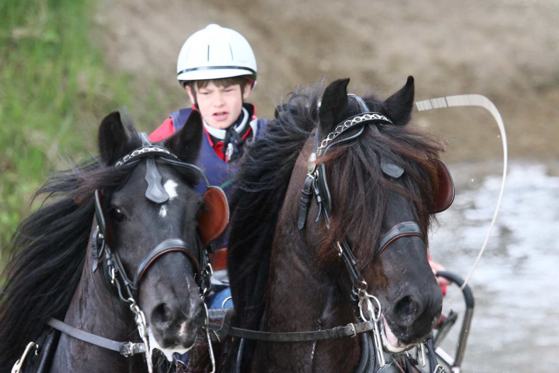 Arche Noah Castlewood (re.) und Darwin (li.)