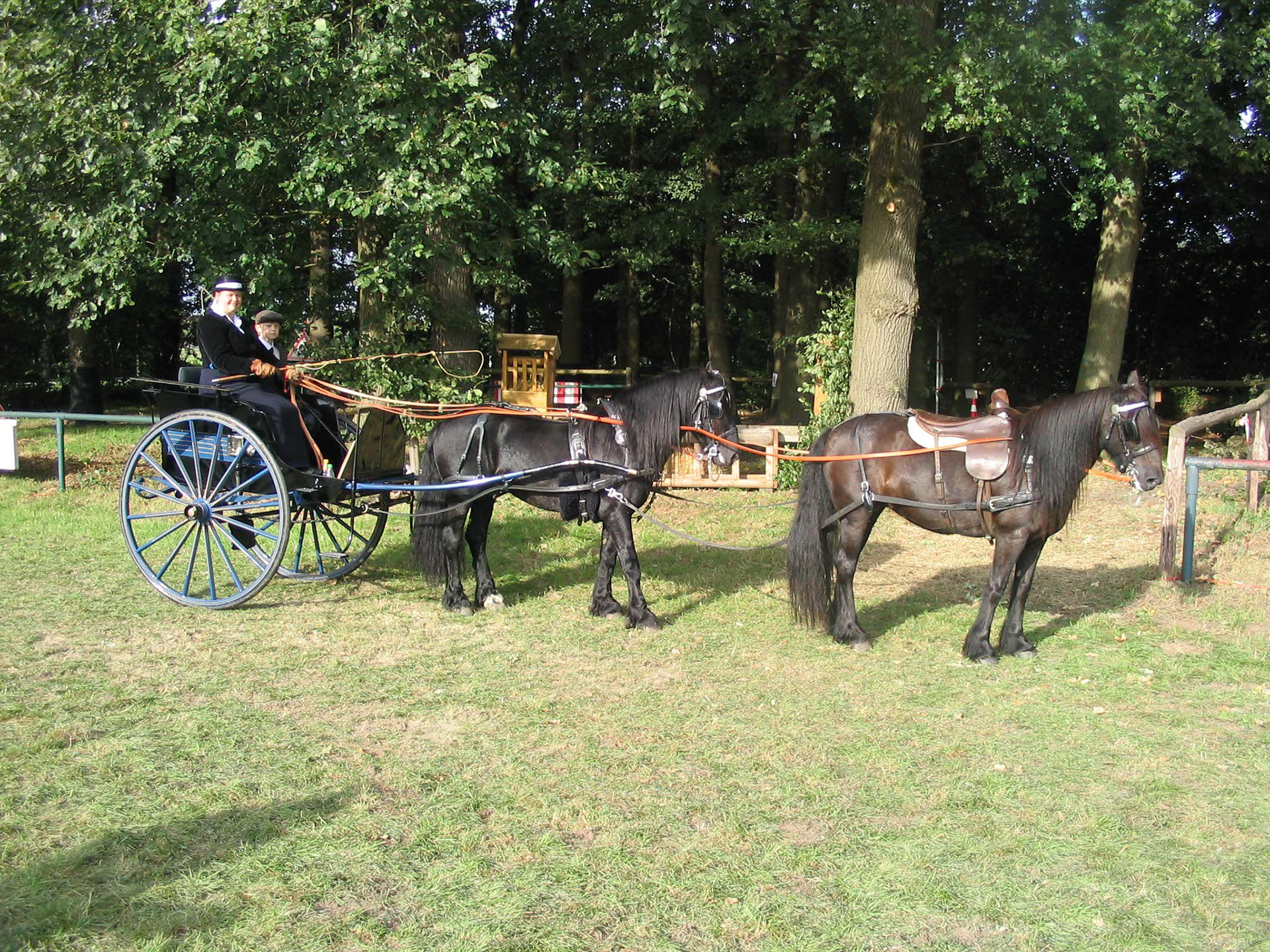 Tandem-Anspannung mit Beacondale Patricia (vorne) und Castle Hill John II (hinten)