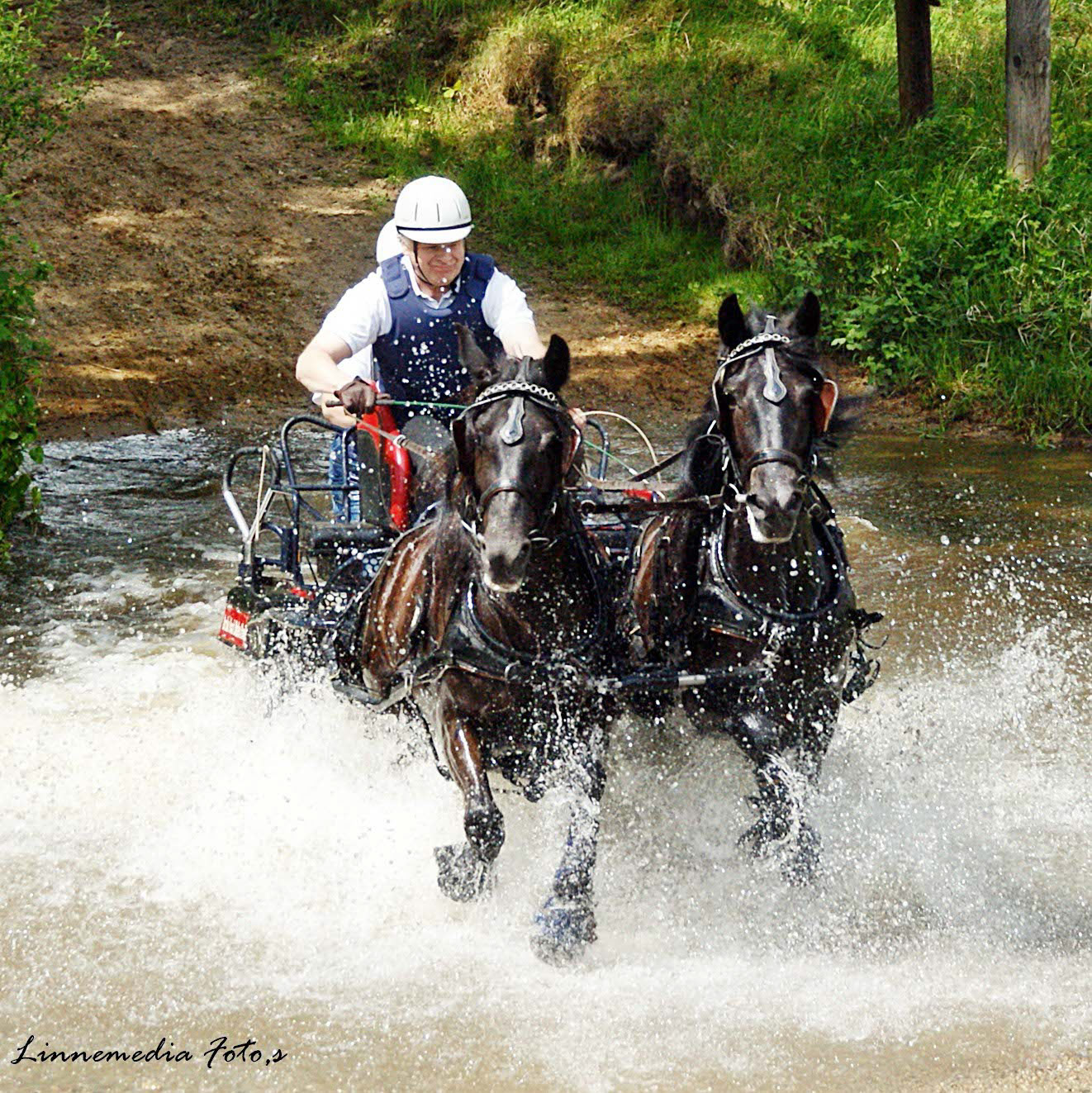 Arche Noah Castlewood (li.) und Arche Noah Grace (re.) in der Dressur