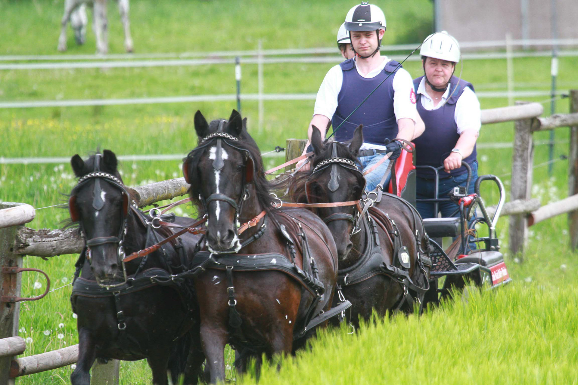 Arche Noah Castlewood (vre.), Arche Noah Lillyfee (vli.), Arche Noah Josephine (hre.) und Arche Noah Grace (hli.) im Gelände in Greven