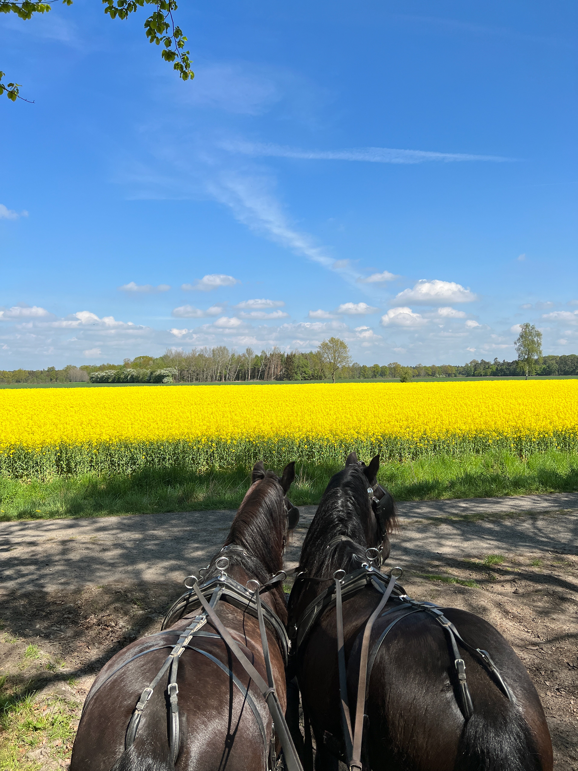 Great-Allrounder: Dales Ponies vor der Kutsche