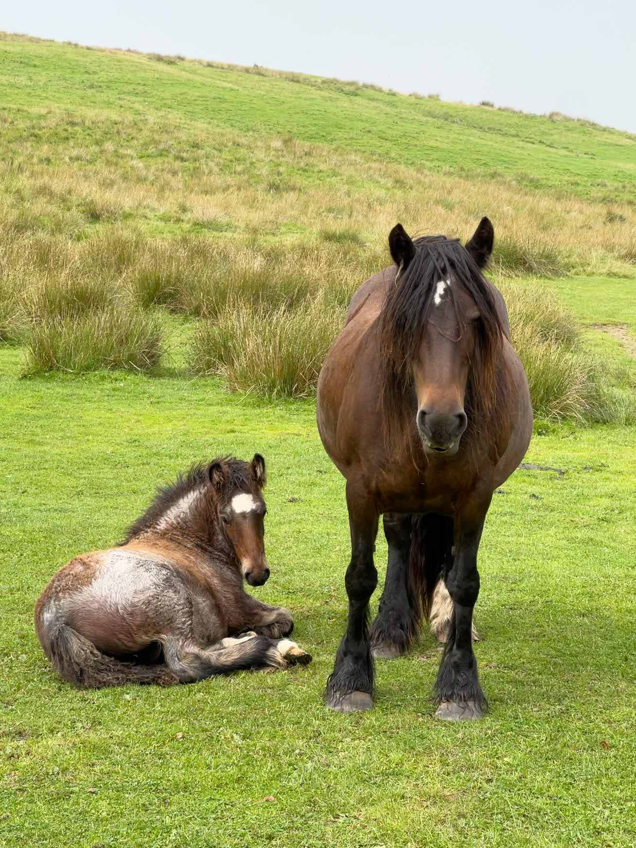 Red roan Fohlen mit Stute