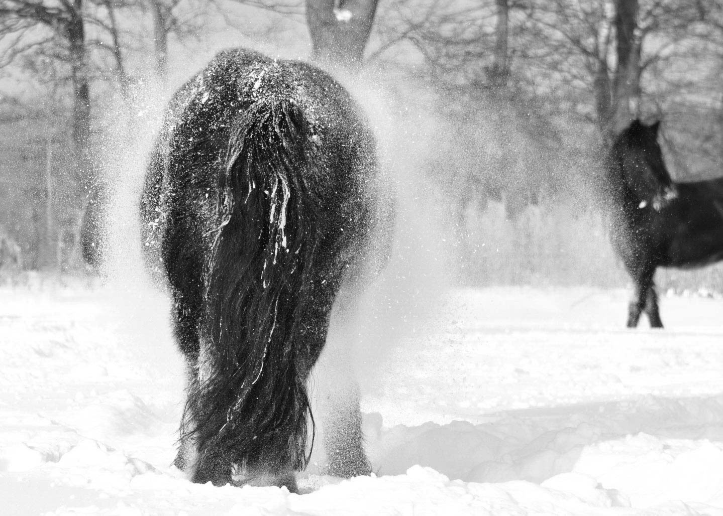 Chrissy schüttelt sich im Schnee