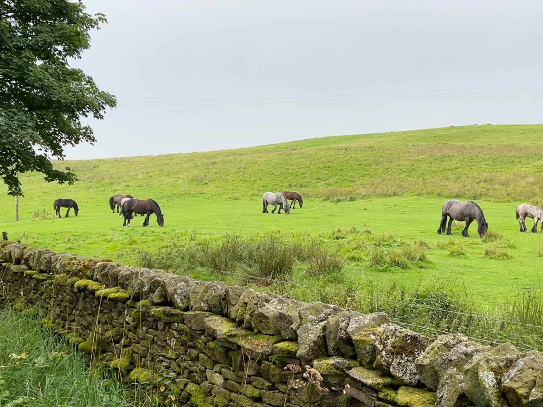 Roan Dales Ponies und die typische englische Mauer