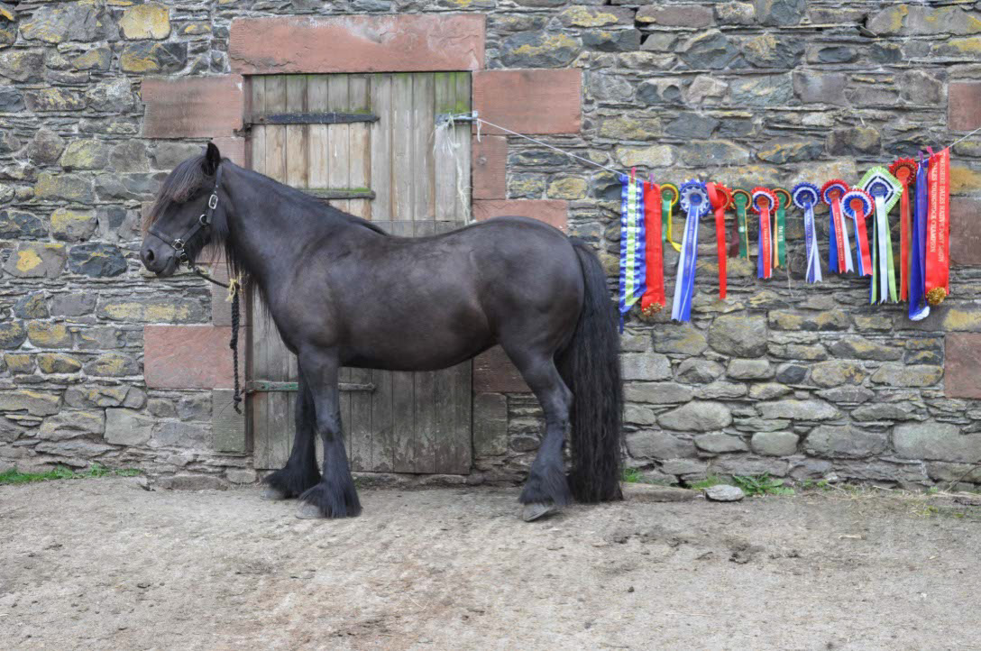 Ein Dales Pony und seine Preise