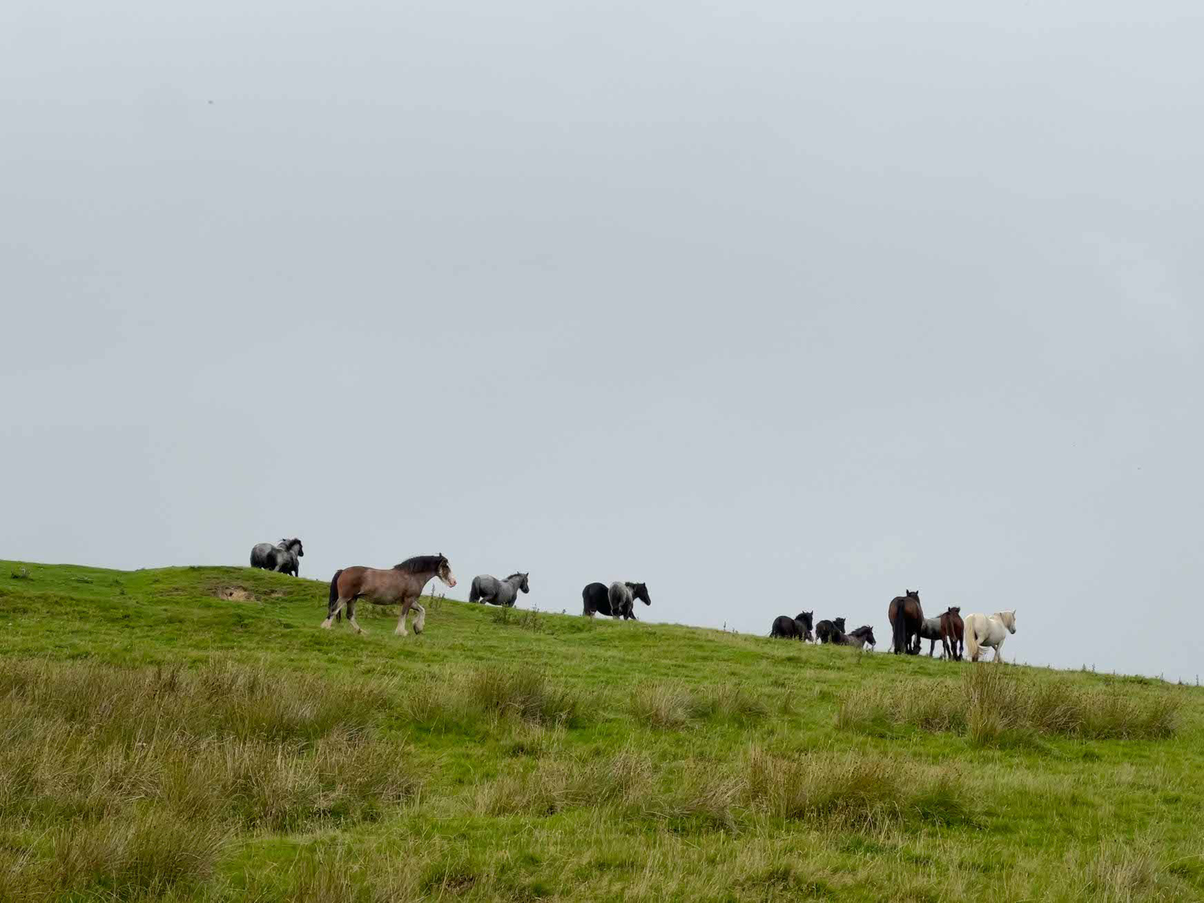 Roandale Dales Ponys auf einem Hügel