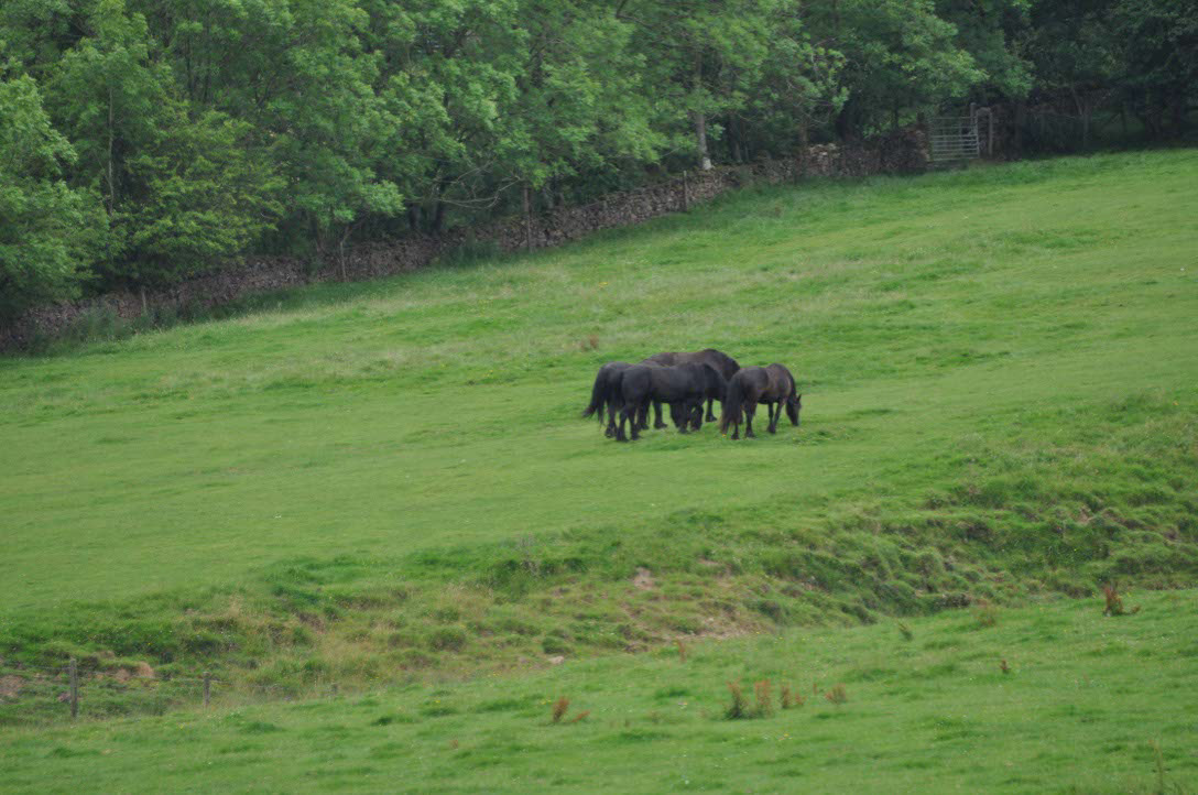 Eine wilde Dales Pony Herde