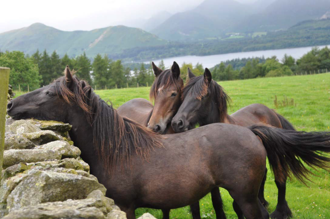 England in einem Bild: Die typischen Mauern, die sanften Gebirge, Seen und das Dales Pony
