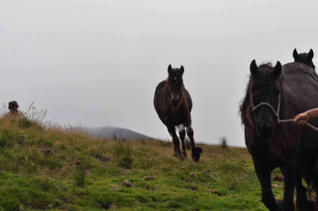 Dales Pony Fohlen rennt zurück zur Mutterstute.